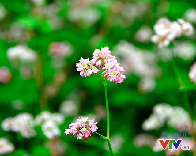 Lễ Hội Hoa tam gi&aacute;c mạch sẽ được THTT tr&ecirc;n k&ecirc;nh VTV2 l&uacute;c 20h35 ng&agrave;y h&ocirc;m nay.