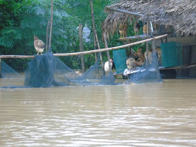 Người d&acirc;n phải leo l&ecirc;n n&oacute;c nh&agrave; ngồi chờ cứu trợ, nh&igrave;n cảnh tr&acirc;u, g&agrave; tr&ocirc;i theo d&ograve;ng nước trong sự bất lực. Ảnh nguồn D&acirc;n Tr&iacute;.&nbsp;