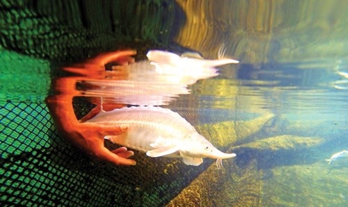 C&aacute; tầm bạch tạng (Albino sturgeon)&nbsp;l&agrave; loại đặc biệt qu&yacute; hiếm (h&agrave;ng ngh&igrave;n con c&aacute; tầm mới c&oacute; một con). Trứng loại c&aacute; n&agrave;y c&oacute; m&agrave;u v&agrave;ng, gi&aacute; giao dịch quốc tế khoảng 1,8 tỷ đồng/kg, gấp 50-70 lần trứng c&aacute; đen.