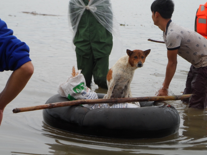 Khu&ocirc;n mặt đ&aacute;ng thương của ch&uacute; ch&oacute; khi mất bốn đứa con trong trận lũ.