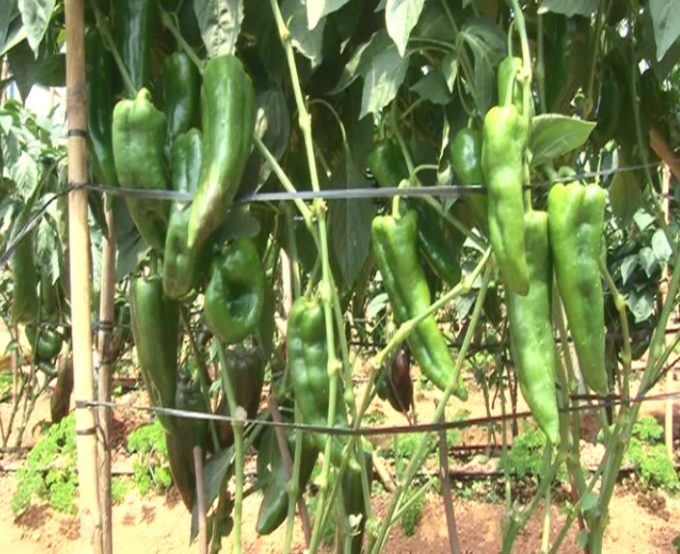 Loại ớt n&agrave;y cho tr&aacute;i rất nhiều.