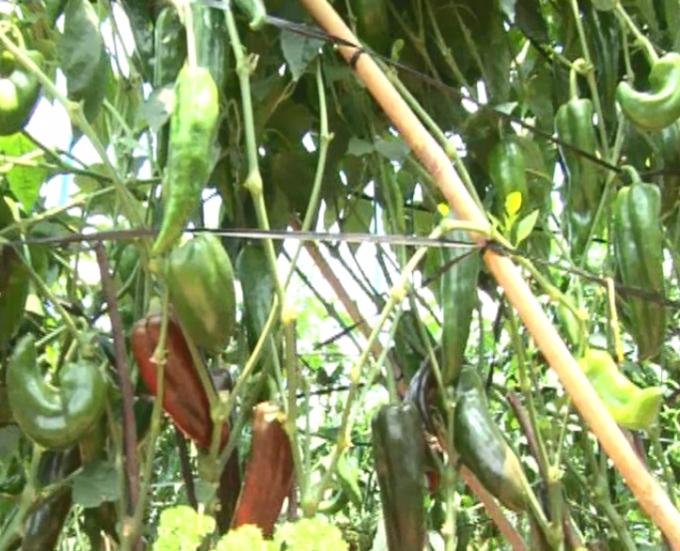 Loại ớt n&agrave;y c&oacute; gi&aacute; cao hơn ớt chu&ocirc;ng Đ&agrave; Lạt tới 10.000đ/kg.