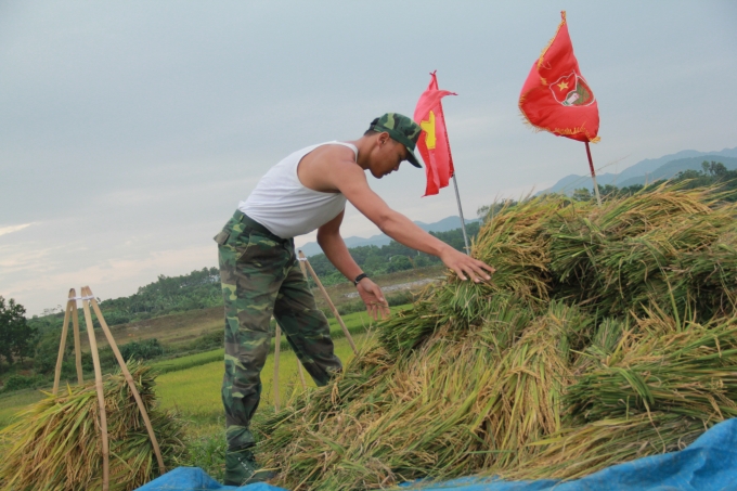 Tr&ecirc;n c&aacute;nh đồng l&uacute;a đang m&ugrave;a thu hoạch, h&igrave;nh ảnh những ch&uacute; Bộ đội gi&uacute;p d&acirc;n gặt l&uacute;a để kịp thời tr&aacute;nh b&atilde;o khiến người d&acirc;n thấy ấm l&ograve;ng.