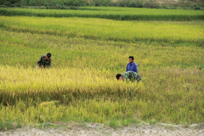 Nhiều ruộng l&uacute;a mặc d&ugrave; vẫn c&ograve;n chưa ch&iacute;n tới nhưng Bộ đội vẫn gi&uacute;p d&acirc;n thu hoạch sớm để tr&aacute;nh mất trắng trước khi si&ecirc;u b&atilde;o Sarika tr&agrave;n về.