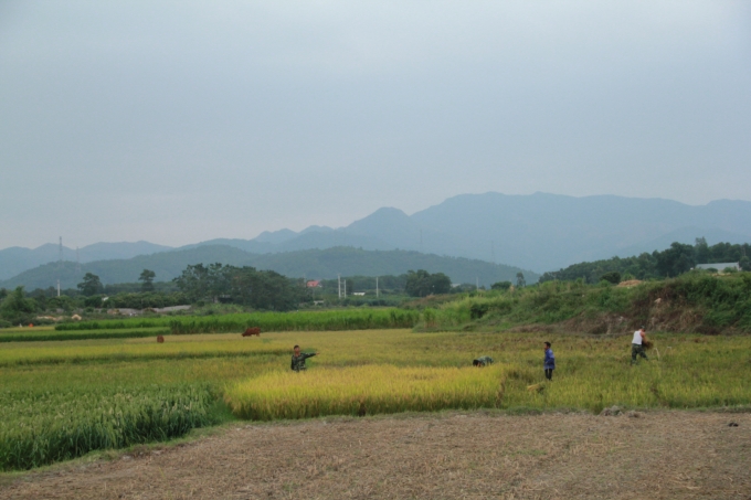 Với phương ch&acirc;m &ldquo;xanh nh&agrave; hơn gi&agrave; đồng&rdquo;, c&aacute;c địa phương tr&ecirc;n địa b&agrave;n tỉnh Quảng Ninh đ&atilde; nhanh ch&oacute;ng ho&agrave;n tất c&ocirc;ng t&aacute;c thu hoạch.