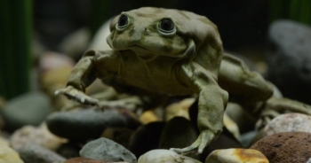 10.000 con ếch quý hiếm chết bất thường ở Brazil