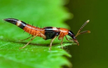 Xử trí thế nào khi bị kiến ba khoang đốt