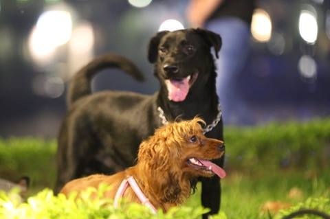 Cấm ch&oacute; kh&ocirc;ng rọ m&otilde;m v&agrave;o phố đi bộ ở H&agrave; Nội