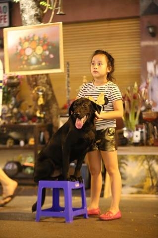 Thời gian qua, dư luận bức x&uacute;c v&igrave; nhiều giống ch&oacute; to, ch&oacute; dữ tr&agrave;n ngập phố đi bộ. (Ảnh: Thắng Nguyễn)