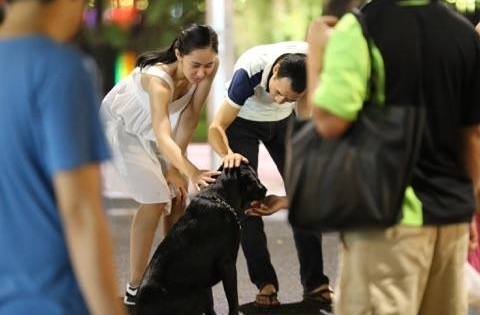 Cấm chó không rọ mõm vào phố đi bộ ở Hà Nội