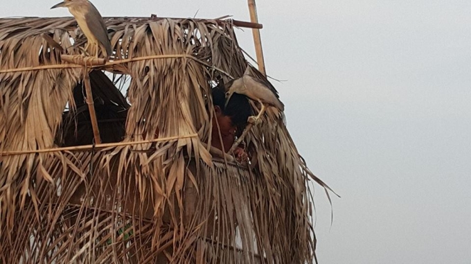 Ch&uacute;ng rất th&iacute;ch chải t&oacute;c cho chủ của ch&uacute;ng.