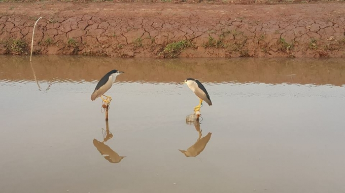 Hai con Vạc chiến của anh Điều chỉ cần ra lệnh l&agrave; ch&uacute;ng lập tức đ&aacute;nh nhau.