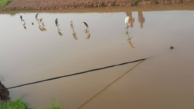 Bộ sưu tập chim ti&ecirc;u khiển của anh Điều.