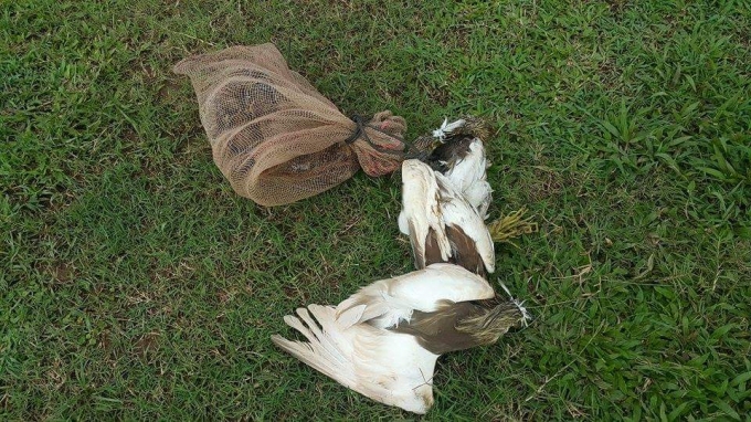 Những ch&uacute; chim xấu số bị bắt.