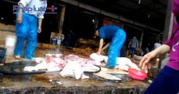 Kinh hoàng lò mổ lợn gây ô nhiễm môi trường