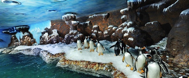 Thế giới sinh vật biển phong ph&uacute;, th&uacute; vị tại Thủy Cung.