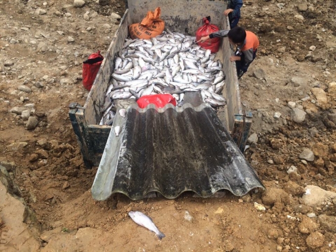 C&aacute; hồi chết h&agrave;ng loạt tại Sa Pa, người d&acirc;n vớt c&aacute; đi ch&ocirc;n. Ảnh CTV