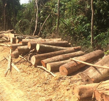Lợi dụng cải tạo rừng ngh&egrave;o kiệt để khai th&aacute;c gỗ lớn, c&oacute; hay kh&ocirc;ng?!