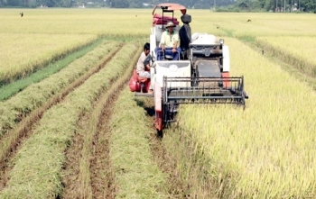 Điểm báo ngày 26/10/2016: Sau lũ, nhà nông "khát" cây, con giống