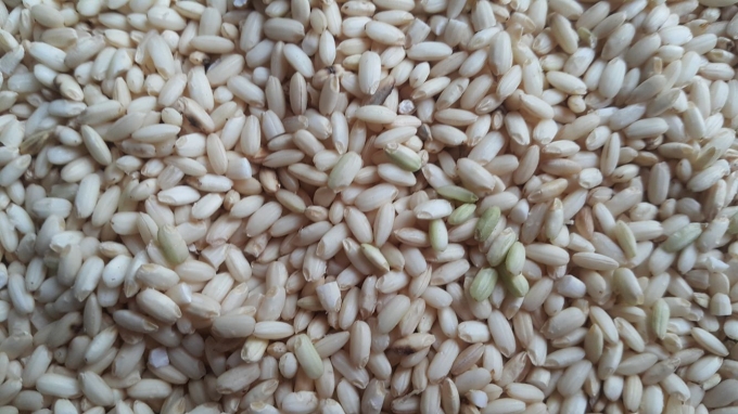 Gạo để nấu rượu l&agrave; gạo nếp lứt (chỉ xay qua lớp vỏ trấu c&ograve;n giữ nguy&ecirc;n được lớp c&aacute;m bọc b&ecirc;n ngo&agrave;i c&ograve;n y nguy&ecirc;n).