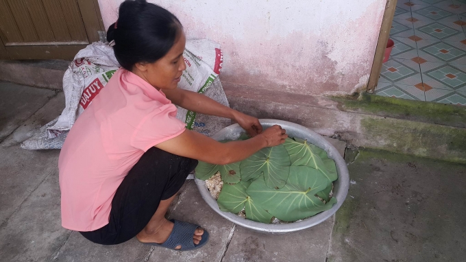 Cơm sau khi được rắc men thuốc Bắc được cho v&agrave;o chậu v&agrave; &uacute;p l&aacute; khoai cho cơm l&ecirc;n men (trong khi ủ tr&aacute;nh mở ra xem v&igrave; sẽ dễ l&agrave;m hỏng qu&aacute; tr&igrave;nh l&ecirc;n men). &ldquo;Đ&acirc;y l&agrave; c&ocirc;ng đoạn quan trọng nhất v&igrave; n&oacute; sẽ ảnh hưởng trực tiếp đến nồi rượu, nếu cơm m&agrave; kh&ocirc;ng l&ecirc;n men coi nhu nồi rượu đ&oacute; hỏng. Bởi khi ủ bằng men thuốc bắc n&ecirc;n cơm rượu kh&oacute; l&ecirc;n men hơn những loại men kh&aacute;c, v&igrave; thế trong c&ocirc;ng đoạn n&agrave;y cần l&agrave;m rất tỉ mỉ v&agrave; cũng như kinh nghiệm của mỗi người&rdquo; &ndash; chị Nhi&ecirc;n tiết lộ