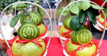 Khan hiếm bưởi hồ lô phục vụ Tết cổ truyền Đinh Dậu 2017