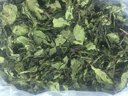 L&aacute; kh&aacute;t (Catha edulis)