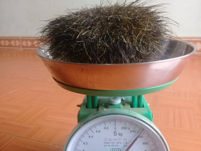 Sơn La: Mổ lợn n&aacute;i 10 tuổi, ph&aacute;t hiện c&aacute;t lợn qu&yacute; hiếm