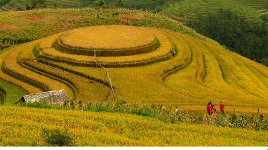 M&ugrave; Cang Chải đẹp ngất ng&acirc;y m&ugrave;a l&uacute;a ch&iacute;n