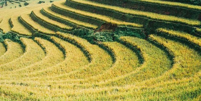 Ruộng bậc thang h&igrave;nh m&acirc;m x&ocirc;i l&agrave; c&aacute;nh đồng đẹp nhất của Y&ecirc;n B&aacute;i.&nbsp;Đến đ&acirc;y bạn kh&ocirc;ng chỉ được ngắm nh&igrave;n cảnh đẹp nơi đ&acirc;y m&agrave; c&ograve;n được thưởng thức m&ugrave;i thơm ng&agrave;o ngạt của nếp T&uacute; Lệ mỗi độ ch&iacute;n v&agrave;ng.