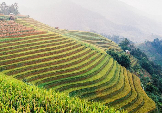 Địa h&igrave;nh n&uacute;i đồi l&agrave; những chiếc ruộng bậc thang với một m&agrave;u v&agrave;ng đặc trưng của l&uacute;a ch&iacute;n rất thu h&uacute;t mọi người khi đi qua đ&acirc;y.
