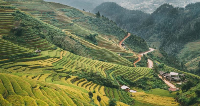 M&ugrave; Cang Chải đẹp ngất ng&acirc;y m&ugrave;a l&uacute;a ch&iacute;n