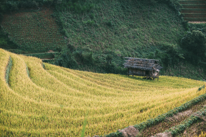 M&ugrave; Cang Chải đẹp ngất ng&acirc;y m&ugrave;a l&uacute;a ch&iacute;n