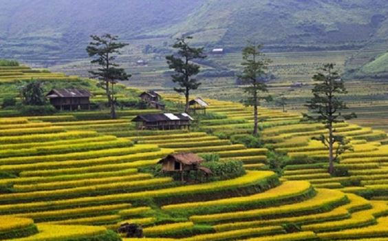 Xen lẫn giữa c&aacute;nh đồng ruộng bậc thang l&agrave; chiếc nh&agrave; s&agrave;n của b&agrave; con nơi đ&acirc;y dựng n&ecirc;n để l&agrave;m nơi nghỉ ngơi khi canh t&aacute;c.