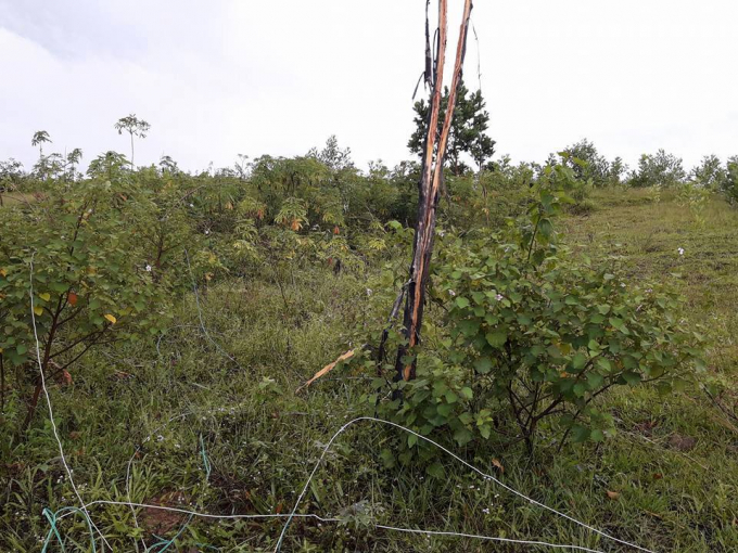 S&eacute;t c&ograve;n đ&aacute;nh khiến nhiều c&acirc;y cối trong khu vực bị ch&aacute;y.