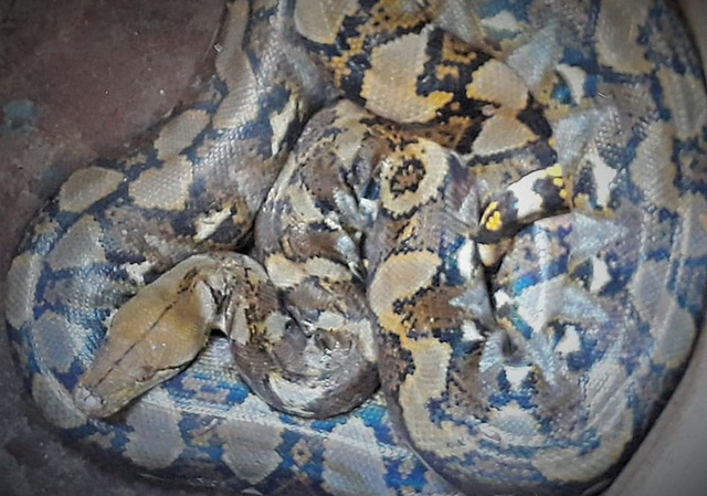 Con vật nghi l&agrave; trăn người d&acirc;n bắt được khi mắc v&agrave;o lưới đ&aacute;nh c&aacute;