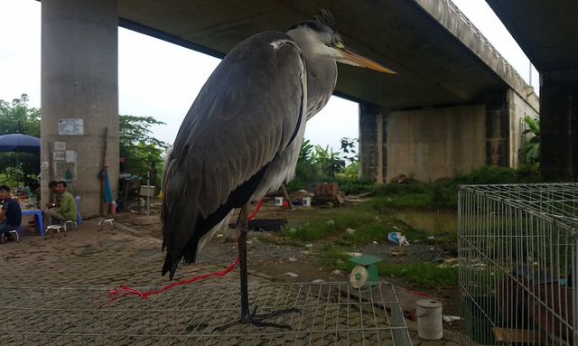 Một con chim giang kh&ocirc;ng may bị d&iacute;nh bẫy, được ch&agrave;o gi&aacute; l&ecirc;n tới 800 ngh&igrave;n đồng.