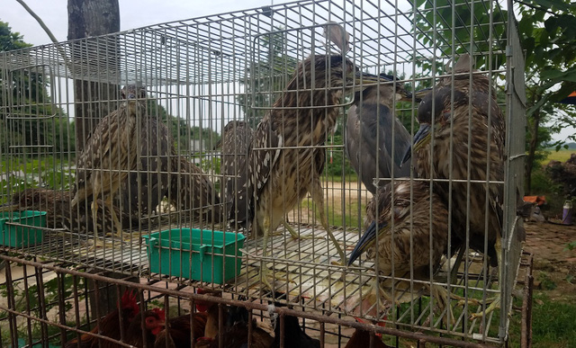 H&agrave;ng chục con vạc bị kh&acirc;u mắt, buộc mỏ b&agrave;y b&aacute;n ven đường,