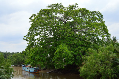 C&acirc;y b&agrave;ng nh&igrave;n từ xa