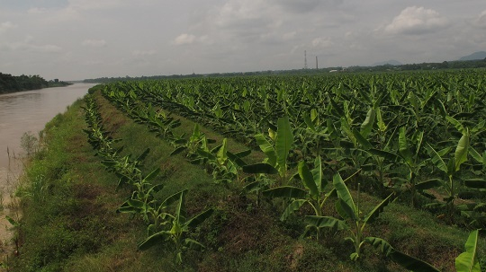 B&atilde;i bồi x&atilde; Mạn Lạn.