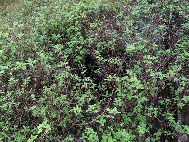 Cỏ dại bao ch&ugrave;m nắp cống v&agrave; hố ga tạo ra những c&aacute;i bẫy &ldquo;chết người&rdquo; nếu người đi kh&ocirc;ng để &yacute;.