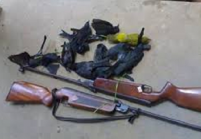 D&ugrave;ng s&uacute;ng hơi để bắn chim, nhưng đạn đ&atilde; bắn tr&uacute;ng đầu ch&aacute;u b&eacute; khiến cho cậu b&eacute; bị thương nặng (ảnh minh họa).