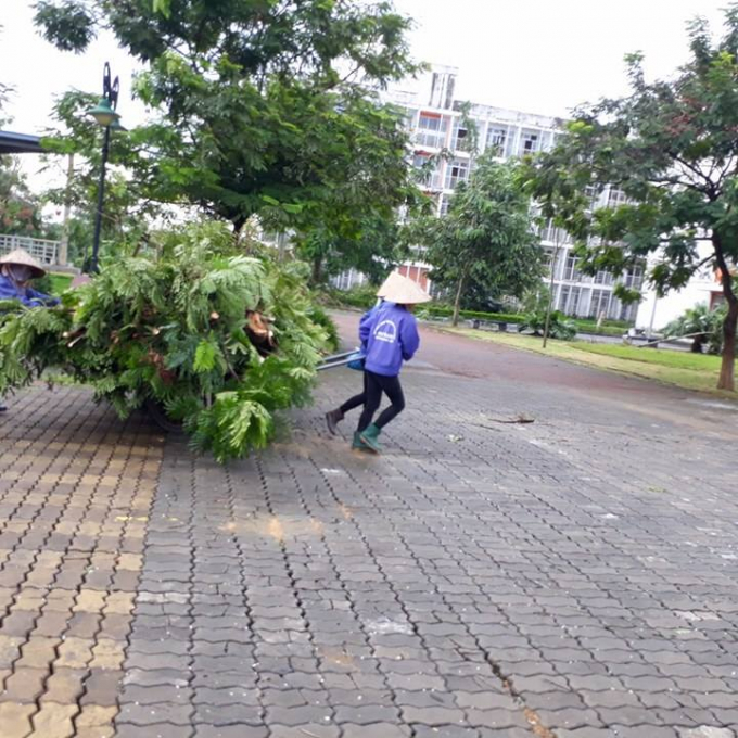 C&ocirc;ng nh&acirc;n dọn dẹp c&acirc;y đổ g&atilde;y.