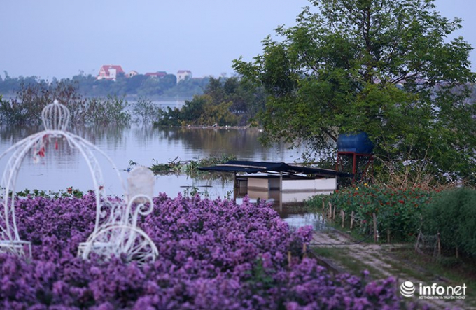 Vườn hoa b&atilde;i đ&aacute; S&ocirc;ng Hồng - một địa điểm chụp ảnh rất nổi tiếng đối với giới trẻ H&agrave; Nội cũng bị nhấn ch&igrave;m trong nước.