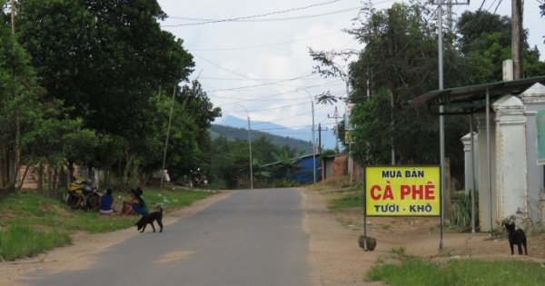 KonTum: Bị “ép giá” cà phê, người dân hoang mang
