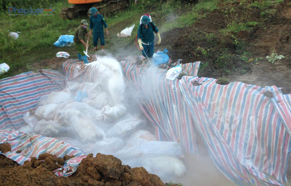 Sau 2 ng&agrave;y ch&ocirc;n lấp, khoảng 5.000 con lợn chết do lũ đ&atilde; được ti&ecirc;u hủy ho&agrave;n to&agrave;n. (Ảnh: A.Thắng)