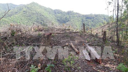 Thu hồi 88 dự &aacute;n chuyển đổi rừng, đất rừng sai mục đ&iacute;ch. Ảnh minh họa: Quốc Đạt - TTXVN