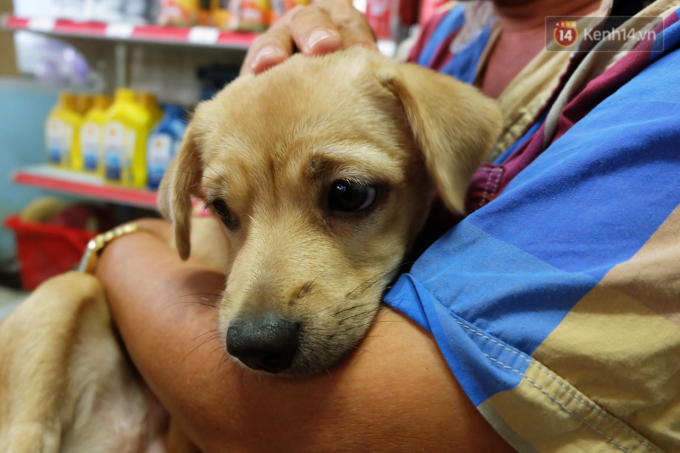 Ch&uacute; Ngọc Anh đ&atilde; quyết định mua lại 2 ch&uacute; ch&oacute; tội nghiệp để chăm s&oacute;c đ&agrave;ng ho&agrave;ng hơn.