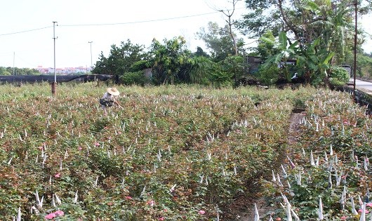 L&agrave;ng trồng hoa truyền thống tại T&acirc;y Tựu.