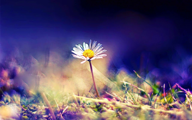 Tuyệt phẩm h&igrave;nh nền hoa đẹp d&agrave;nh cho phụ nữ ng&agrave;y 20/10